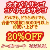 フラワーコーラル　オオバナサンゴ　割引