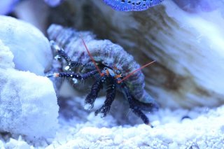 シッタカガイ を買うならアクアスタイルユー 海水魚 サンゴ 通販