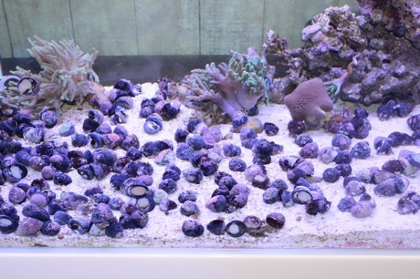 シッタカガイ を買うならアクアスタイルユー 海水魚 サンゴ 通販