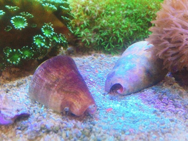 マガキガイ コケ取り 底掃除 を買うならアクアスタイルユー 海水魚