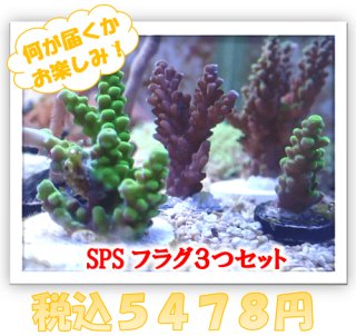 SPSフラグ