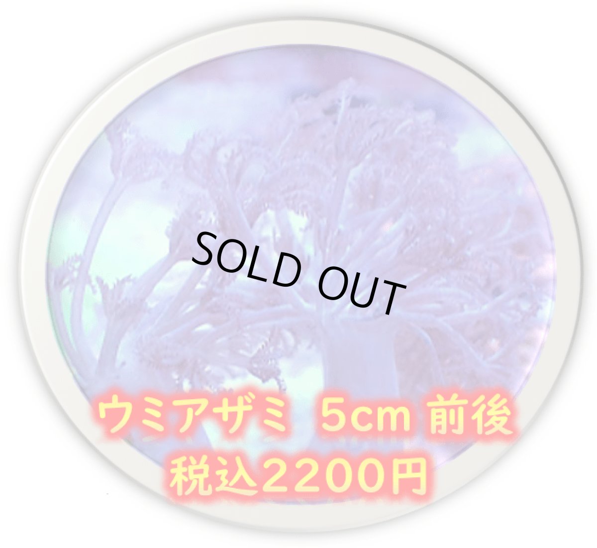 画像1: ウミアザミ　５cm前後 (1)