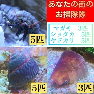 他の生き物たち - AQUASTYLE YOU（アクアスタイルユー）