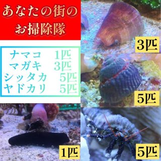 値下げました！海水魚7匹＋マガキ貝 - その他