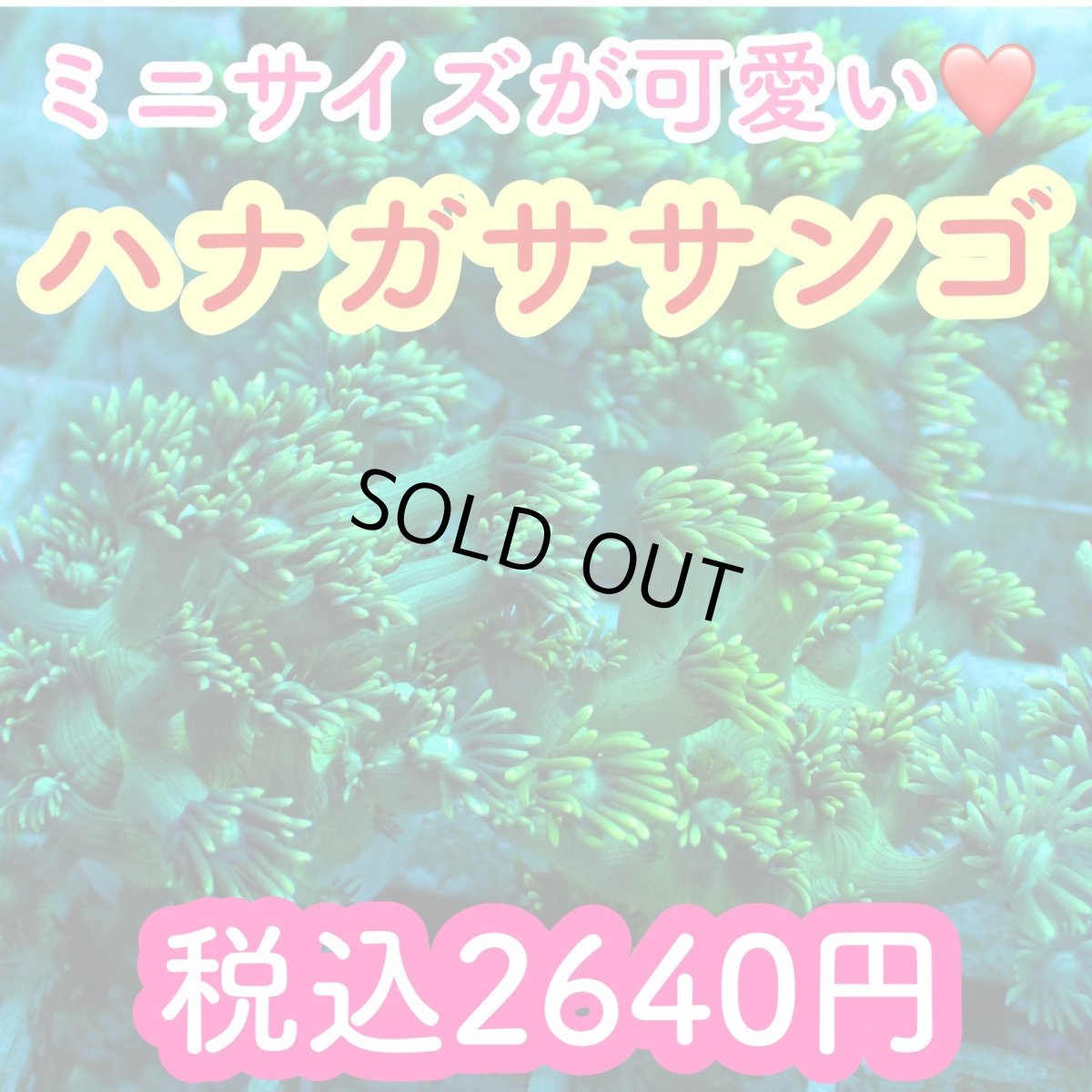 画像1: No.1 コモチハナガササンゴ　メタリックグリーン (1)