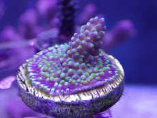 画像2: No.1 CE Frag  Acropora King Picolo (2)