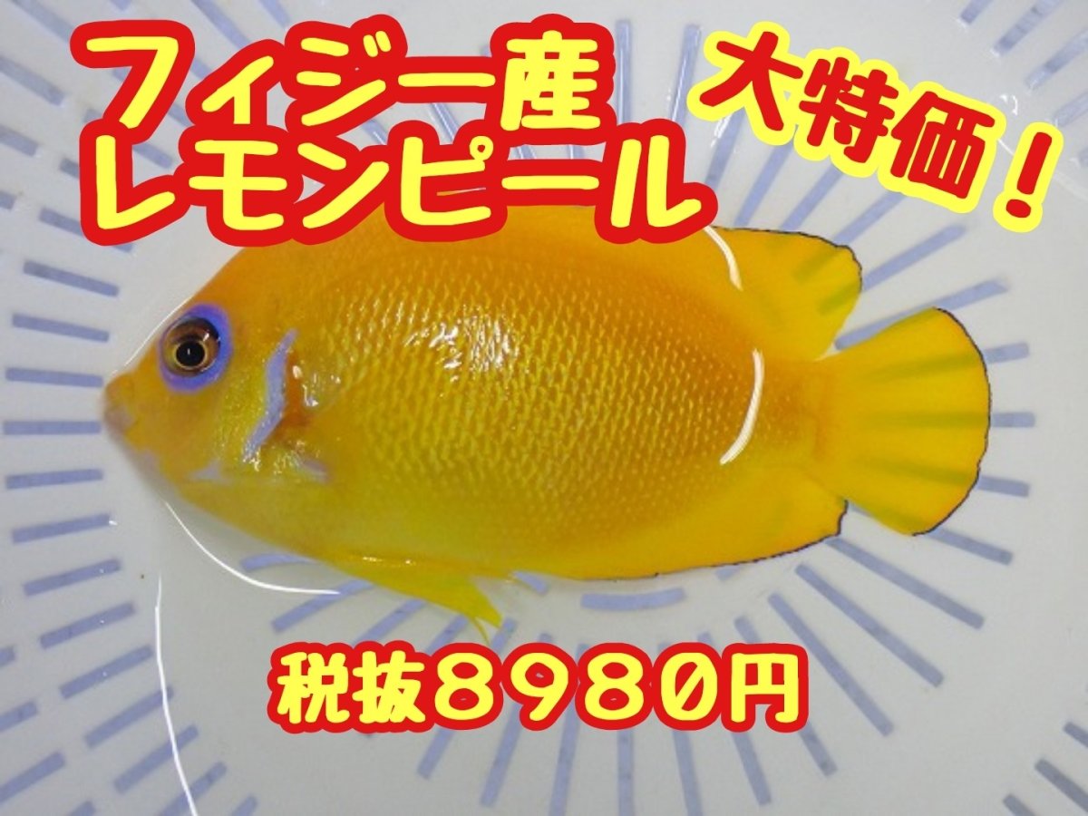 画像1: 大特価！　レモンピール (1)