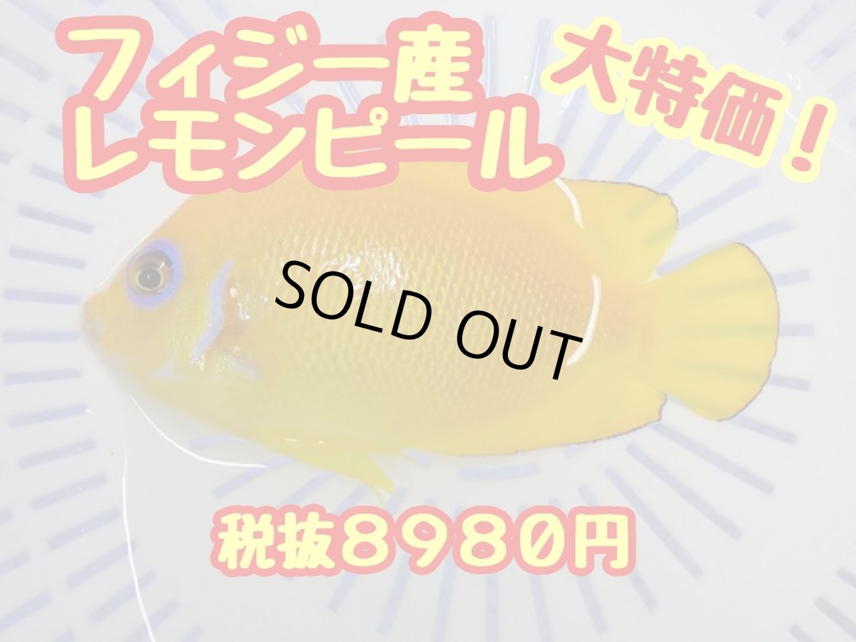画像1: 大特価！　レモンピール (1)