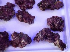 画像8: ライブロック　小振りサイズ　約1ｋｇ (8)