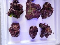 画像10: ライブロック　小振りサイズ　約1ｋｇ (10)