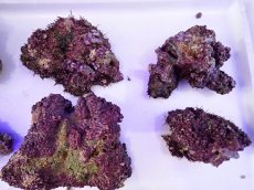 画像13: ライブロック　小振りサイズ　約1ｋｇ (13)