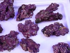 画像7: ライブロック　小振りサイズ　約1ｋｇ (7)
