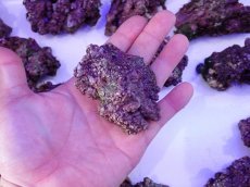 画像9: ライブロック　小振りサイズ　約1ｋｇ (9)