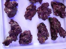画像3: ライブロック　小振りサイズ　約1ｋｇ (3)