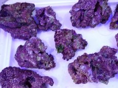 画像6: ライブロック　小振りサイズ　約1ｋｇ (6)