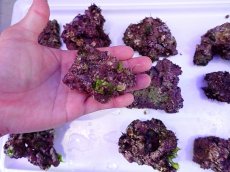 画像16: ライブロック　小振りサイズ　約1ｋｇ (16)