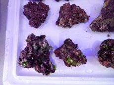 画像14: ライブロック　小振りサイズ　約1ｋｇ (14)