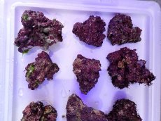 画像11: ライブロック　小振りサイズ　約1ｋｇ (11)