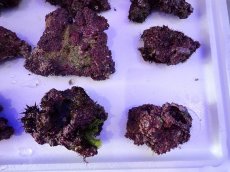 画像12: ライブロック　小振りサイズ　約1ｋｇ (12)