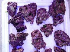 画像4: ライブロック　小振りサイズ　約1ｋｇ (4)