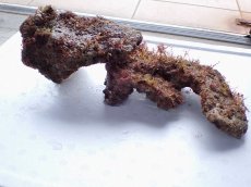 画像3: No.3 ライブロック　二個セット　海藻など付き　約1.8ｋｇ (3)