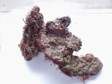 画像4: No.3 ライブロック　二個セット　海藻など付き　約1.8ｋｇ (4)