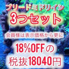 画像1: ブリードミドリイシ　3つセット (1)