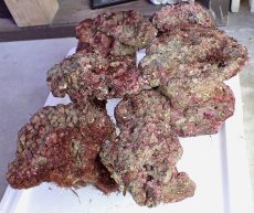 画像4: No.3 ライブロック　六個セット　海藻など付き　約6.2ｋｇ　　【入荷個数が少ないです！】 (4)