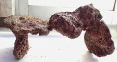 画像4: No.1 ライブロック　二個セット　海藻など付き　約2.4ｋｇ　　【人気No.1】 (4)