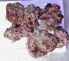 画像5: No.3 ライブロック　六個セット　海藻など付き　約6.2ｋｇ　　【入荷個数が少ないです！】 (5)