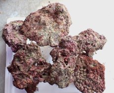 画像6: No.3 ライブロック　六個セット　海藻など付き　約6.2ｋｇ　　【入荷個数が少ないです！】 (6)
