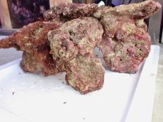 画像3: No.3 ライブロック　六個セット　海藻など付き　約6.2ｋｇ　　【入荷個数が少ないです！】 (3)