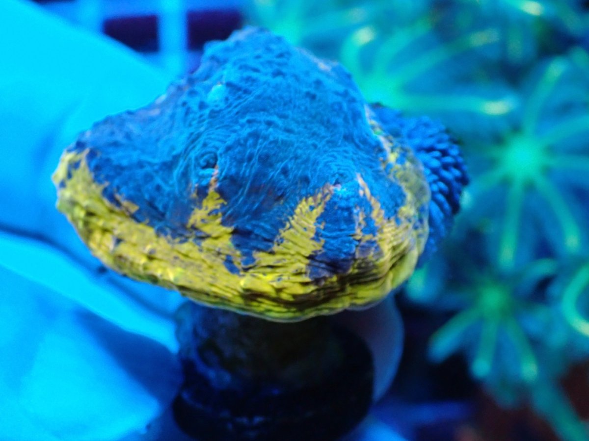 画像1: No.3 UCA産Echinophyllia sp　フラグ (1)