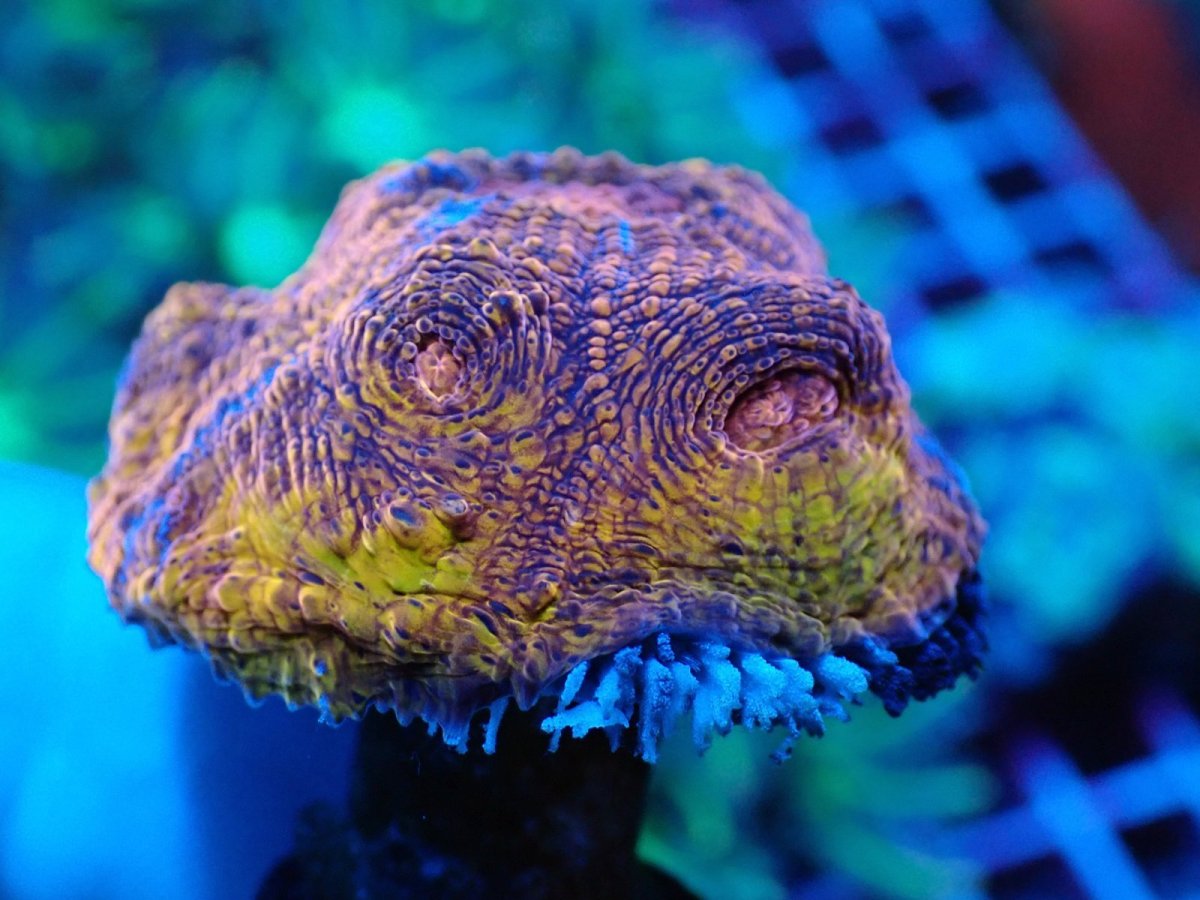 画像2: No.4 UCA産Echinophyllia sp　フラグ (2)