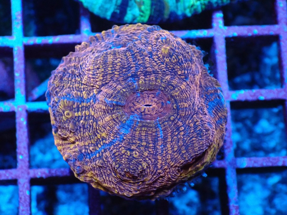 画像1: No.4 UCA産Echinophyllia sp　フラグ (1)