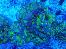 画像2: No.1 　ナガレハナサンゴ　ブランチ　ツートン (2)