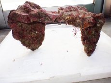 画像5: No.1 ライブロック　二個セット　海藻など付き　約2.4ｋｇ　　【人気No.1】 (5)