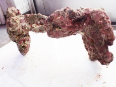 画像4: No.3 ライブロック　二個セット　海藻など付き　約1.8ｋｇ　　【人気No.1】 (4)