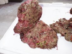 画像4: No.1 ライブロック　二個セット　海藻など付き　約2.4ｋｇ　　【人気No.1】 (4)