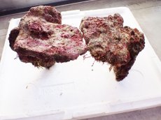 画像7: No.1 ライブロック　二個セット　海藻など付き　約2.4ｋｇ　　【人気No.1】 (7)