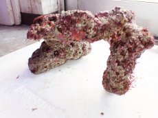 画像4: No.2 ライブロック　二個セット　海藻など付き　約2.2ｋｇ　　【人気No.1】 (4)