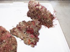 画像3: No.1 ライブロック　二個セット　海藻など付き　約2.4ｋｇ　　【人気No.1】 (3)