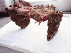 画像6: No.1 ライブロック　二個セット　海藻など付き　約2.4ｋｇ　　【人気No.1】 (6)