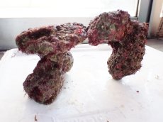 画像5: No.2 ライブロック　二個セット　海藻など付き　約2.2ｋｇ　　【人気No.1】 (5)