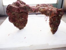 画像8: No.1 ライブロック　二個セット　海藻など付き　約2.4ｋｇ　　【人気No.1】 (8)