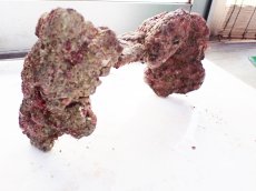 画像5: No.3 ライブロック　二個セット　海藻など付き　約1.8ｋｇ　　【人気No.1】 (5)