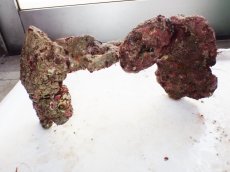 画像3: No.3 ライブロック　二個セット　海藻など付き　約1.8ｋｇ　　【人気No.1】 (3)