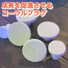 画像1: アグロクリート フラグ サンゴの成長を促進するフラグ  (1)