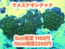 画像1: マメスナギンチャク 特価品 (1)