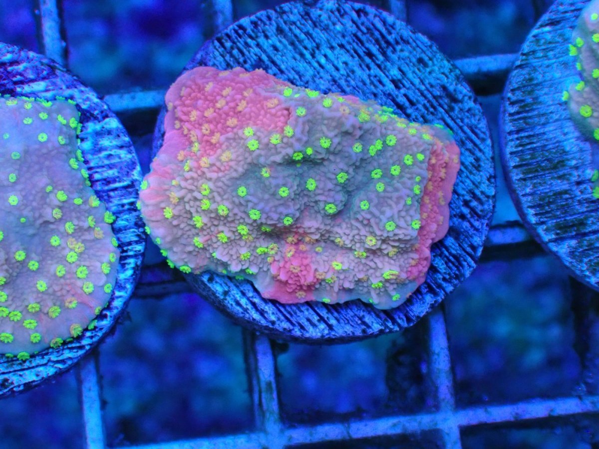 画像1: No.9 CE Monti Cap Grafted Sunfire　　【入荷個数が少ないです！】 (1)